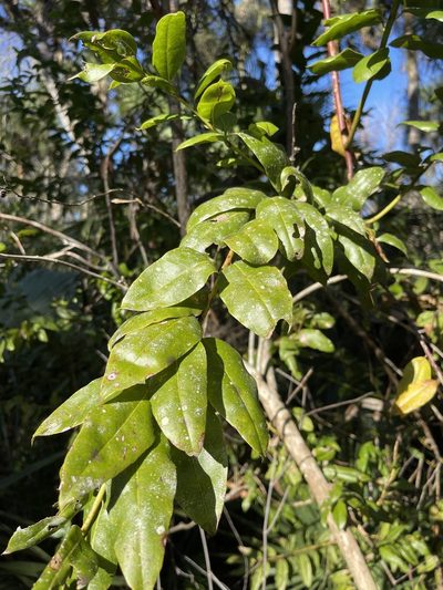 Agarista populifolia, photographed by Brandon Corder