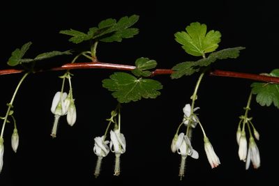 Ribes curvatum, photographed by Brian Finzel