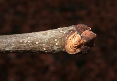 Fraxinus americana, photographed by Jeff Clark