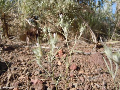 Eriastrum wilcoxii, photographed by Matt Lavin