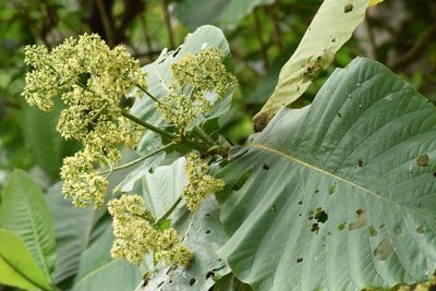 Bathysa australis, photographed by Cajá-manga