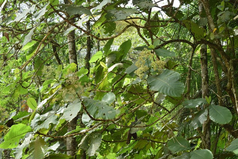 Bathysa australis, photographed by Cajá-manga