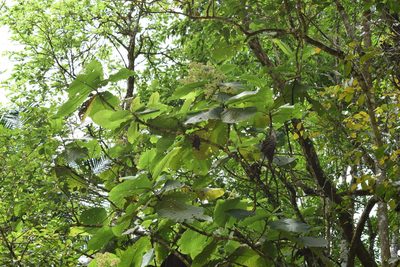 Bathysa australis, photographed by Cajá-manga