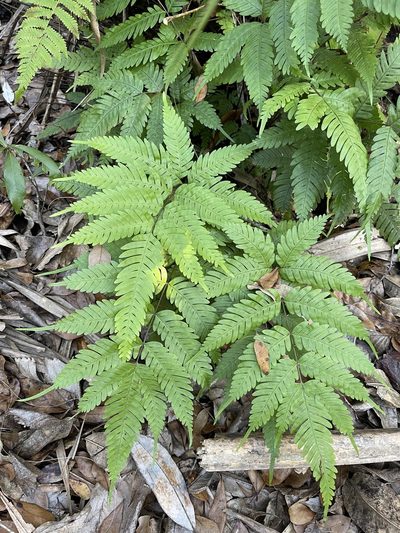 Pteris tripartita, photographed by Brandon Corder