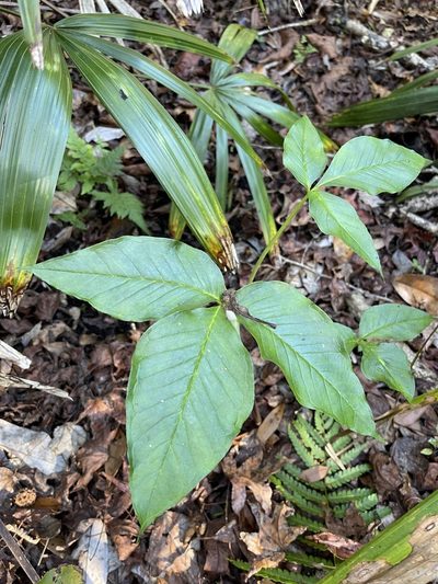 Arisaema acuminatum, photographed by Brandon Corder