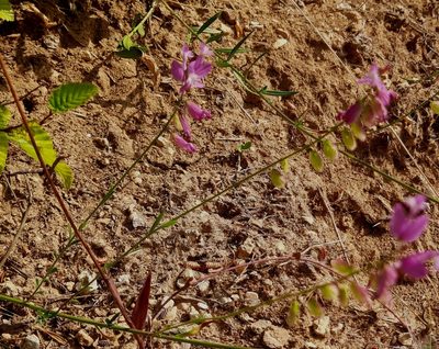 Polygala major, photographed by Виктория Билоус