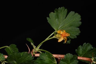 Ribes pinetorum, photographed by Brian Finzel