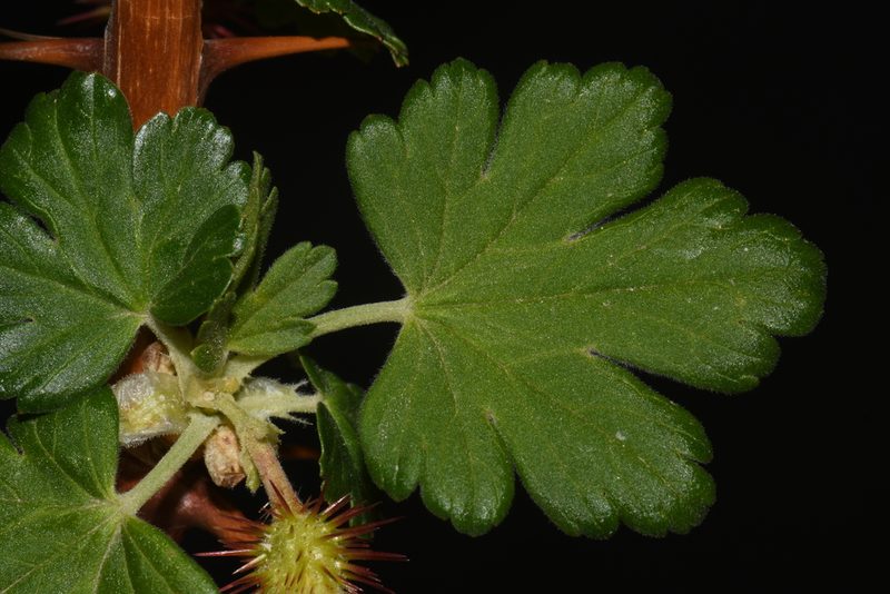 Ribes pinetorum, photographed by Brian Finzel