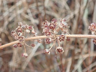 Decodon verticillatus