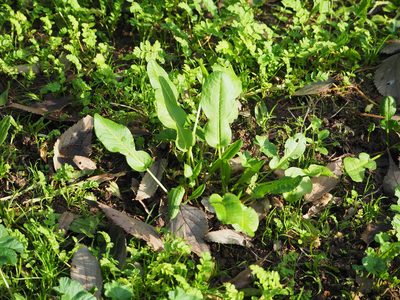 Rumex pulcher, photographed by Andra Waagmeester