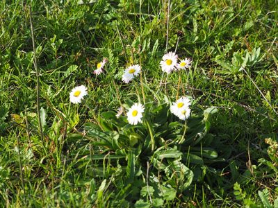 Bellis sylvestris, photographed by Andra Waagmeester