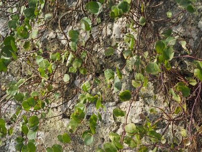 Capparis spinosa, photographed by Andra Waagmeester