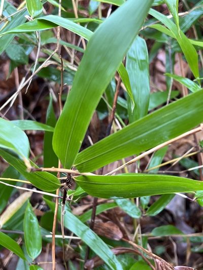 Phyllostachys aureosulcata, photographed by pamelabarnabee