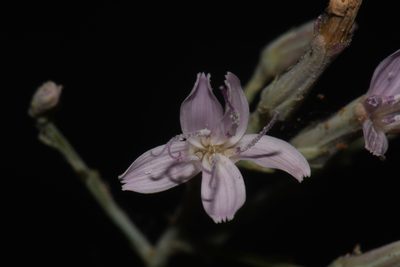 Stephanomeria tenuifolia, photographed by Brian Finzel