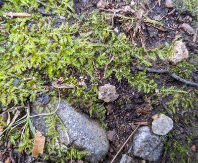 Callicladium haldaneanum, photographed by Zac Peterson