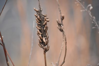 Astragalus canadensis, photographed by Becca