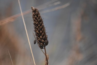 Astragalus canadensis, photographed by Becca
