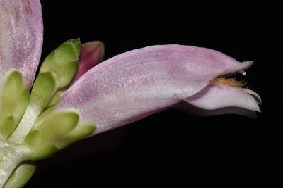 Chelone lyonii, photographed by Brian Finzel