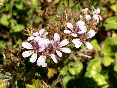Pelargonium australe, photographed by Lukas Clews