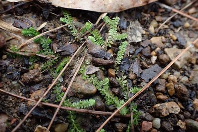 Selaginella apoda, photographed by John Kees