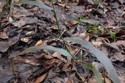 Panicum gymnocarpum, photographed by John Kees