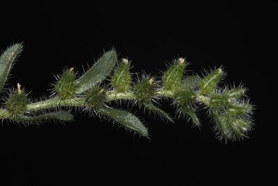 Cryptantha minima, photographed by Brian Finzel