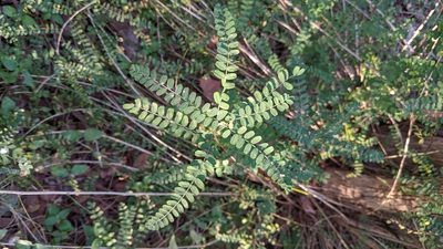 Eysenhardtia texana