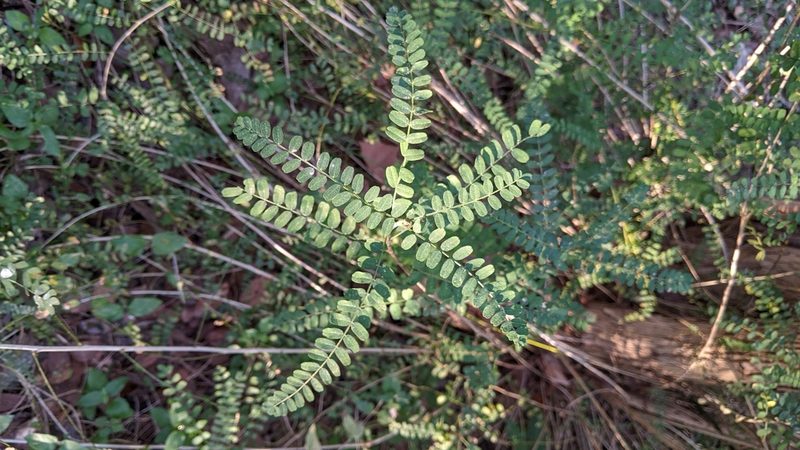 Eysenhardtia texana, photographed by Erin Lalime