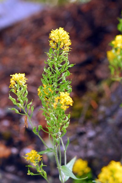 Draba helleriana, photographed by Tom Kennedy