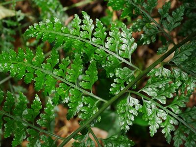 Asplenium bullatum, photographed by Jacy Chen