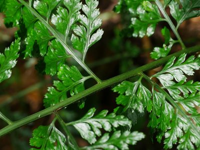 Asplenium bullatum, photographed by Jacy Chen