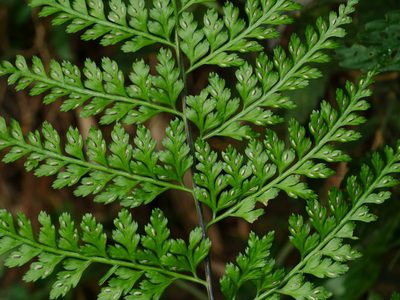 Asplenium bullatum, photographed by Jacy Chen