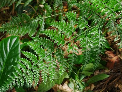 Asplenium bullatum, photographed by Jacy Chen