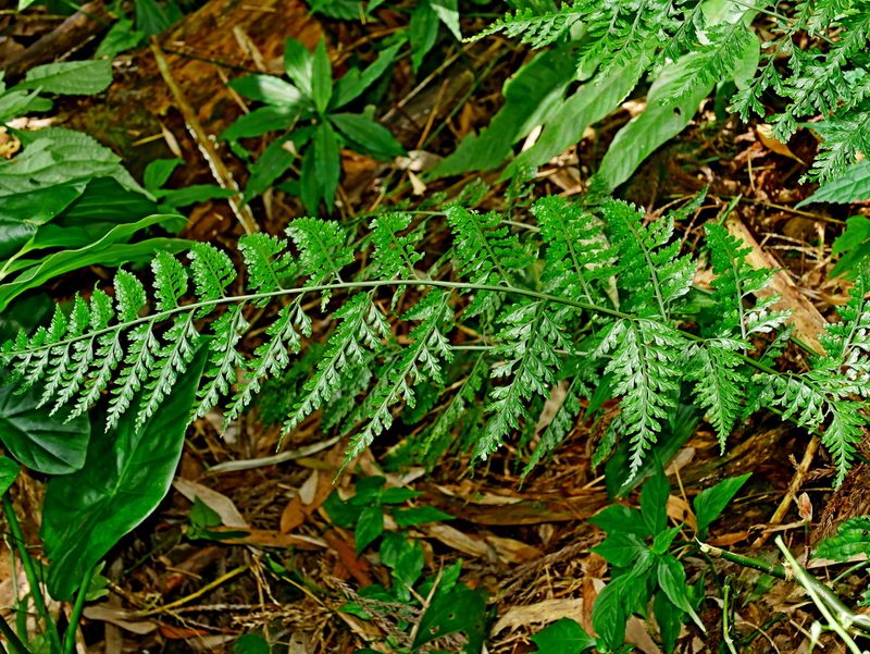 Asplenium bullatum, photographed by Jacy Chen