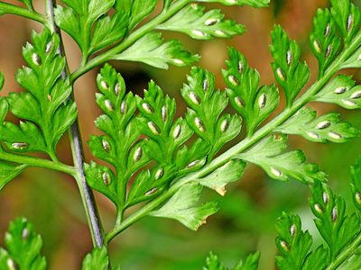 Asplenium bullatum, photographed by Jacy Chen