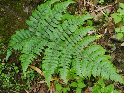 Deparia boryana, photographed by Jacy Chen