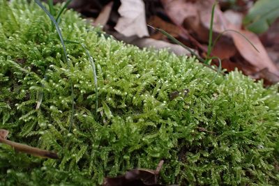 Calliergonella lindbergii, photographed by John Kees