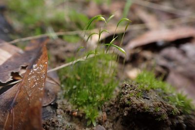Trematodon longicollis, photographed by John Kees