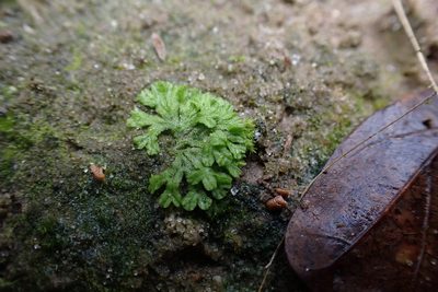 Riccia huebeneriana, photographed by John Kees
