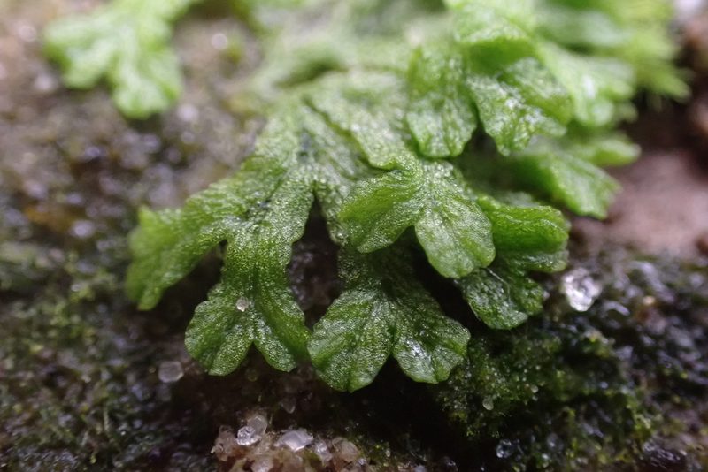 Riccia huebeneriana, photographed by John Kees