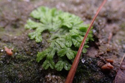 Riccia huebeneriana, photographed by John Kees