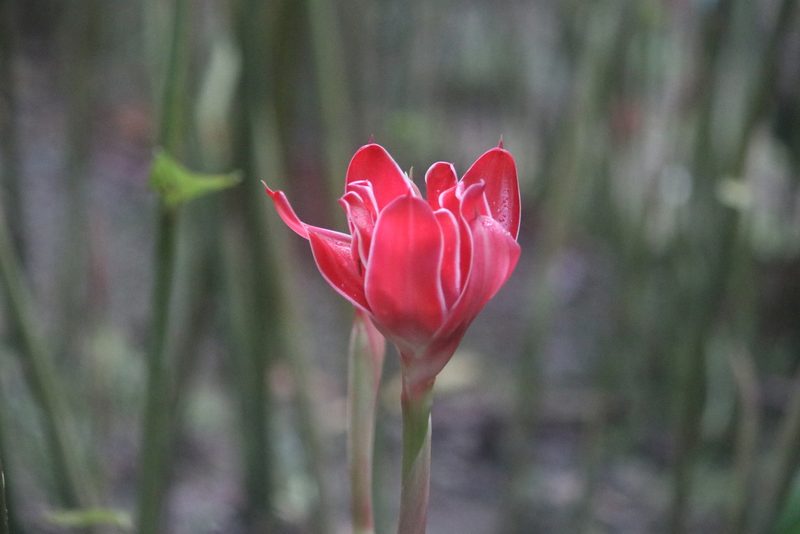 Etlingera elatior, photographed by Cheryl McCleary-Catalano
