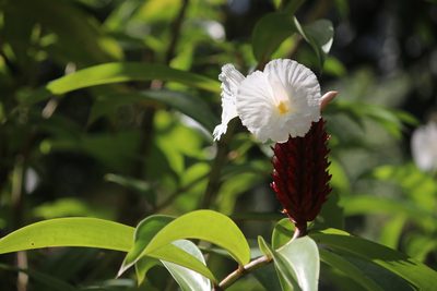 Hellenia speciosa, photographed by Cheryl McCleary-Catalano