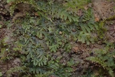 Riccardia multifida, photographed by John Kees