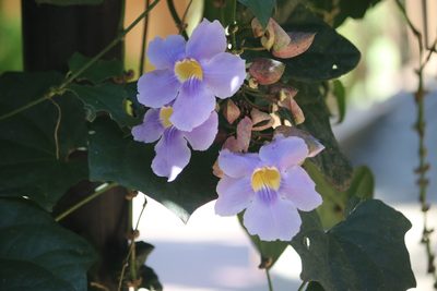 Thunbergia grandiflora, photographed by Cheryl McCleary-Catalano
