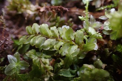 Plagiomnium ciliare, photographed by John Kees