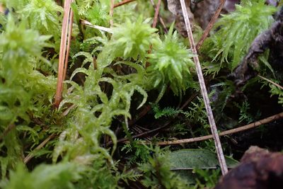 Sphagnum lescurii, photographed by John Kees