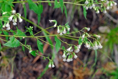 Brickelliastrum fendleri, photographed by Tom Kennedy
