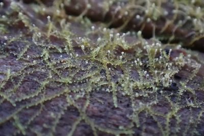Fuscocephaloziopsis connivens, photographed by John Kees