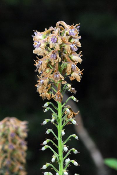 Delphinium sapellonis, photographed by Tom Kennedy